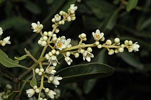 Flindersia maculosa flowers