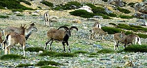 Fock of Bharal sheep grazing