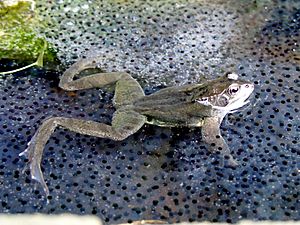 Frog in frogspawn