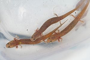 Georgetown salamander.jpg