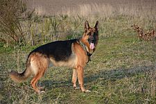 German-shepherd-4040871920