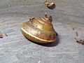 Girdled snail, Hygromia cinctella Hull 2