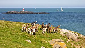 Goats at Dalkey Island