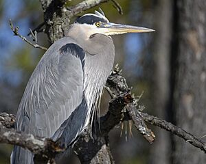 Great blue heron blackwater 12.30.23 DSC 5482-topaz-sharpen