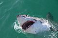 Great white shark Dyer Island