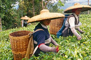 Harvesting tea in Bogor, West Java