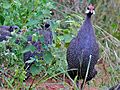 Helmeted Guineafowls (Numida meleagris) (18199736631)