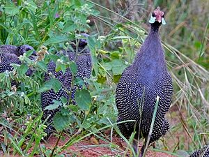 Helmeted Guineafowls (Numida meleagris) (18199736631)