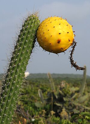 Higo Chumbo fruit (5840524148)