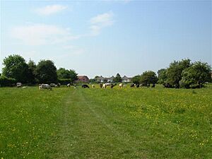 Hob Moor - geograph.org.uk - 184476