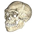 Homo sapiens from Jebel Irhoud