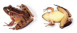 Huia cavitympanum (10.3897-evolsyst.2.27020) Figure 4 (cropped).jpg