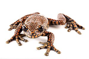 Hyloscirtus princecharlesi.jpg