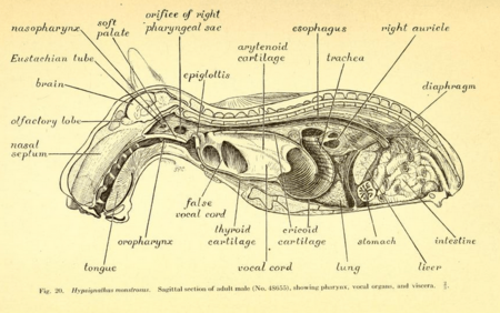 Hypsignathus monstrosus side cross section