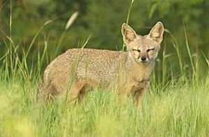 Indian Fox in a Grassland