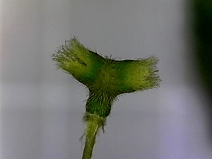Indian acalypha (Acalypha indica) inflorescence hood