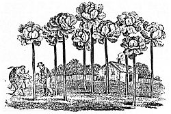 Jersey kale 1836