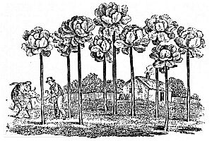 Jersey kale 1836