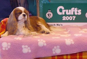 KC Cavalier at Crufts 2007