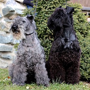 Kerry Blue Terrier Kelly with Russell