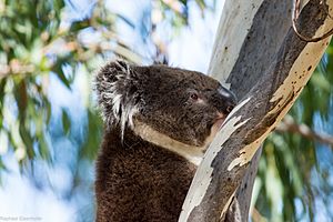 Koala in Belair National Park