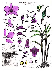 LR030 72dpi Dendrobium phalaenopsis (Wiki)