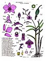 LR030 72dpi Dendrobium phalaenopsis (Wiki)