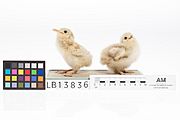 Two stuffed gull chicks with scale measurement in cm
