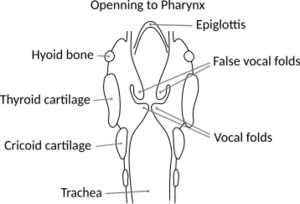 Larynx