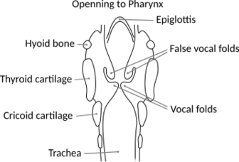 Larynx