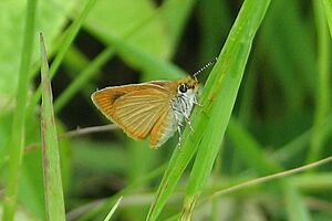 Least Skipper