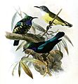 Leptocoma sericea corinna Keulemans
