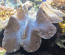 Living giant clam (Tridacna gigas), Waikiki Aquarium