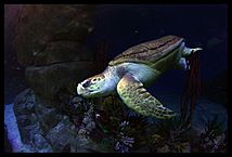 Loggerhead Turtle "Snorkel"