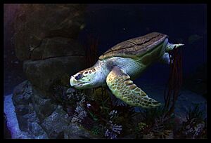 Loggerhead Turtle "Snorkel"