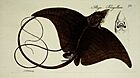 M.E. Blochii ... Systema ichthyologiae iconibus CX illustratum (Plate 73) (7038524053).jpg