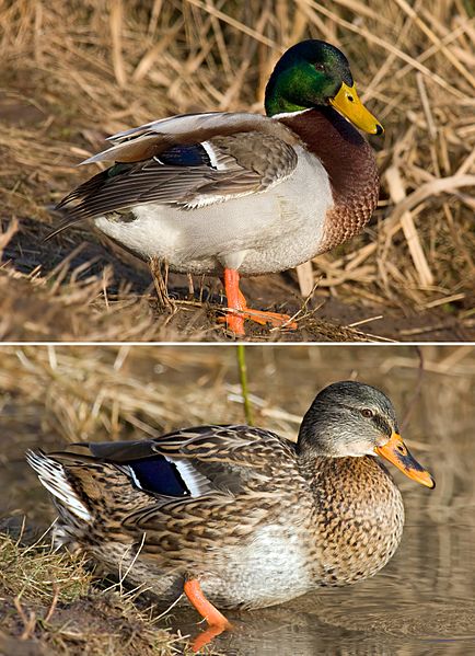 Mallard male female