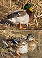 Mallard male female