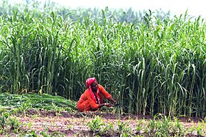 Manual cutting of green fodder in Punjab