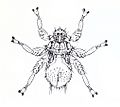 Mastoptera guimaraesi
