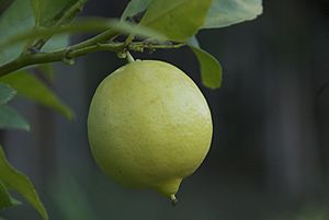 Meyer Lemon hanging