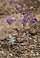 Monardella douglasii (Douglas' monardella) (14447086086)