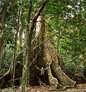 Nakatambol tree, Dracontomelon vitiense, Vatthe Conservation Park, Espiritu Santo, Vanuatu. An underutilised tropical fruit tree.