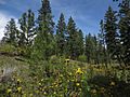 Oregon Grape flowering in the shade of Ponderosa Pines at Skaha Bluffs Park