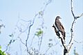 OrientalHoneyBuzzard