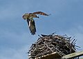 Osprey bringing food to its nest at Jamaica Bay Wildlife Refuge (97265)