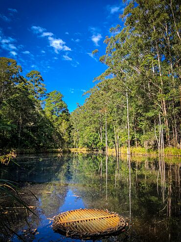 Overflow grid in lagoon at Maroochy Bushland Botanical Gardens, 2018.jpg