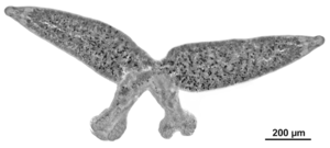 Parasite170100-fig1 Paradiplozoon hemiculteri (Monogenea, Diplozoidae) body only
