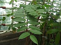 Phyllanthus acidus