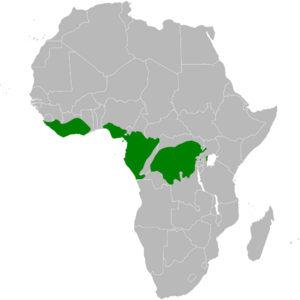 Phyllastrephus icterinus distribution map.png